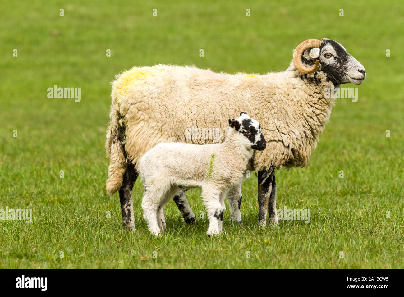 Swaledale Mutterschaf mit Lamm am Fuß. Nach rechts in der grünen Weide. Swaledale Schafe sind native North Yorkshire, England. Landschaft. Copyspace Stockfoto