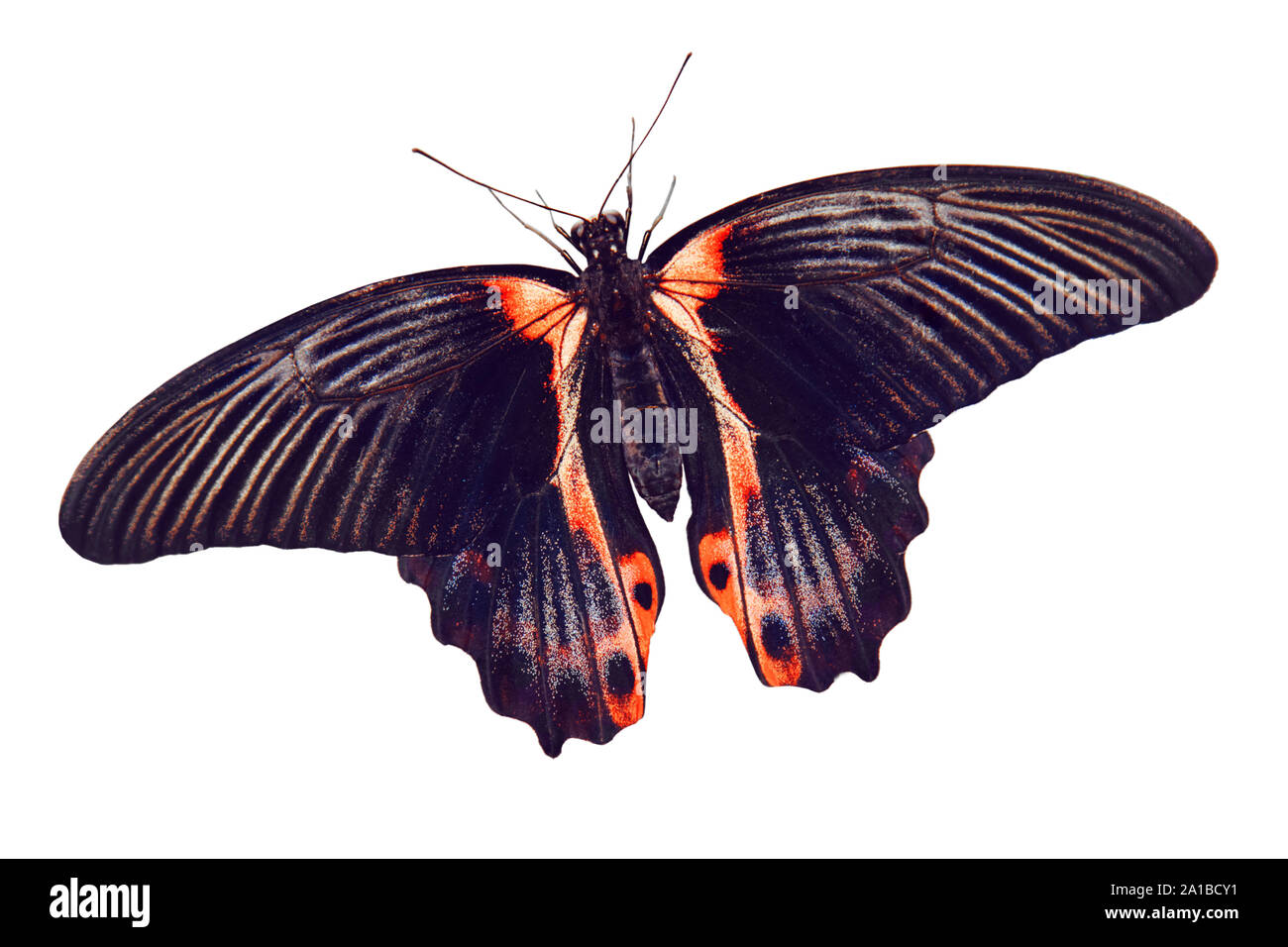 Schöner Schmetterling im Freien Stockfoto