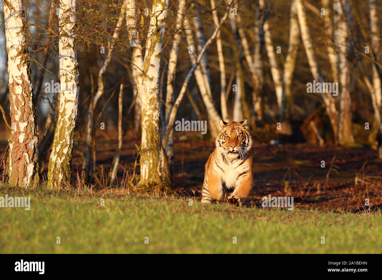 Amur Tiger in Birke Wald. gefährliches Tier, Taiga, Russland Stockfoto
