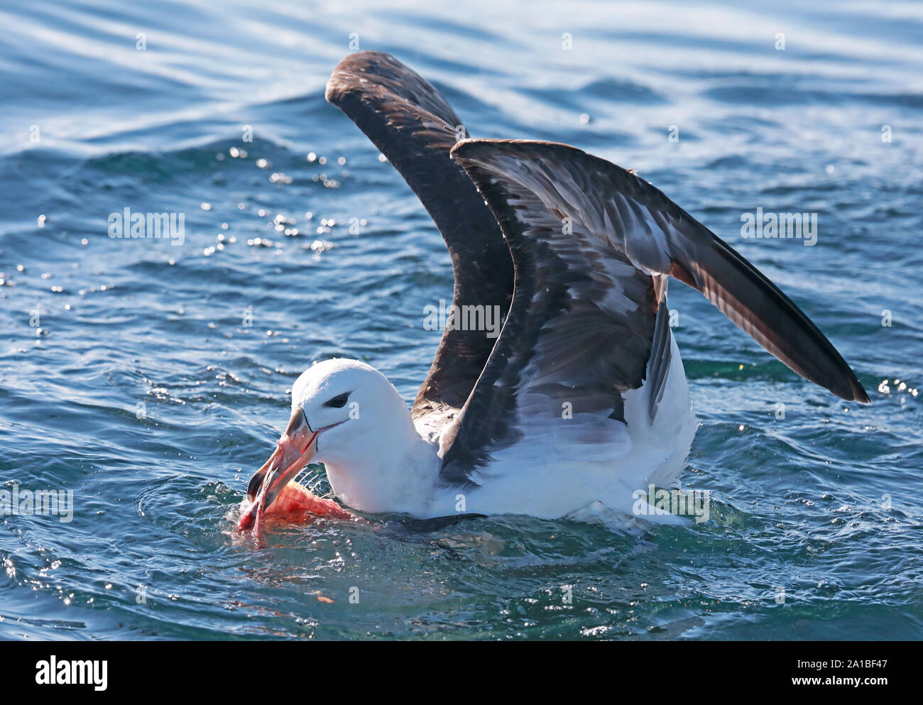 Schwarz der tiefsten Albatross (Thalassarche melanophris) Unreife am Meer essen Fisch-reste Valparaiso, Chile Januar Stockfoto