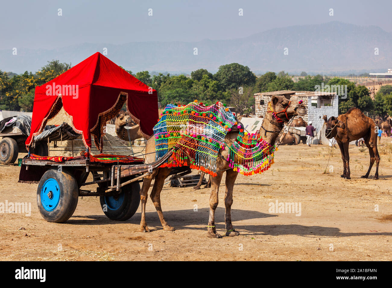 Kamel Taxi. Pushkar Mela (Pushkar Camel Fair). Pushkar, Rajasthan, Indien Stockfoto