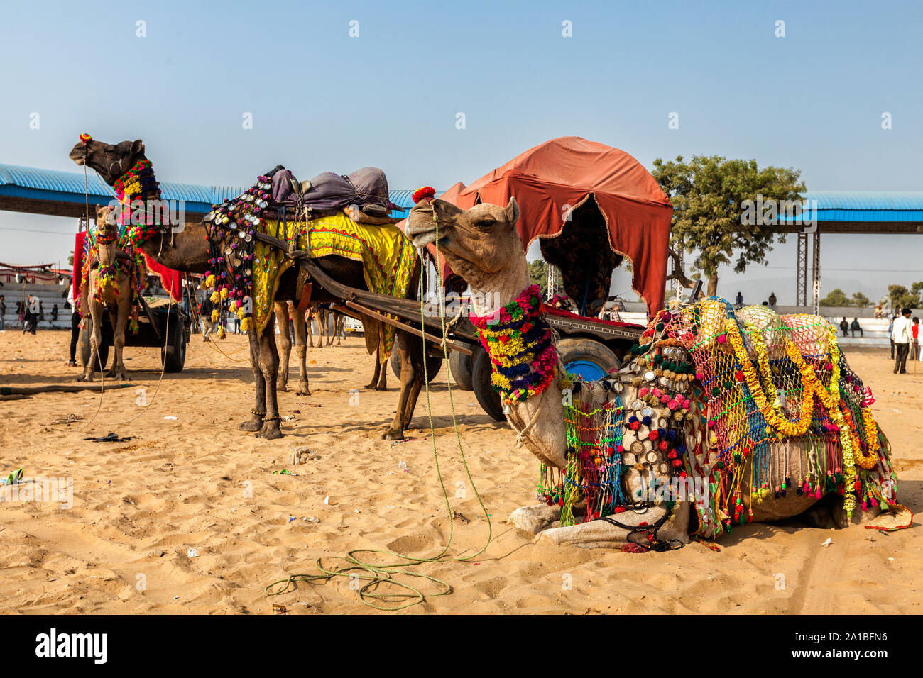 Kamele am jährlichen Pushkar Camel Fair in Indien Stockfoto