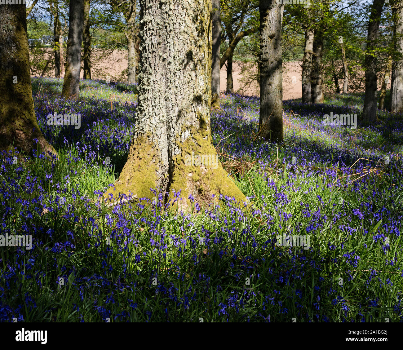 Schottische native bluebells am Bluebell Holz, Kinclaven, Blairgowrie, Perthshire, Schottland, Vereinigtes Königreich. Stockfoto