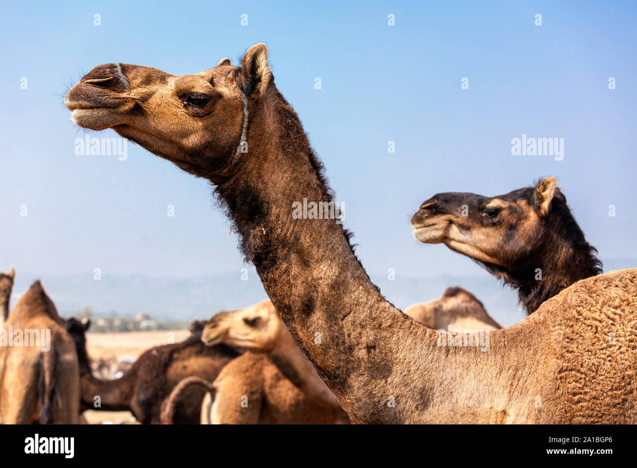 Kamele in Pushkar Mela Camel fair in Rajasthan Stockfoto