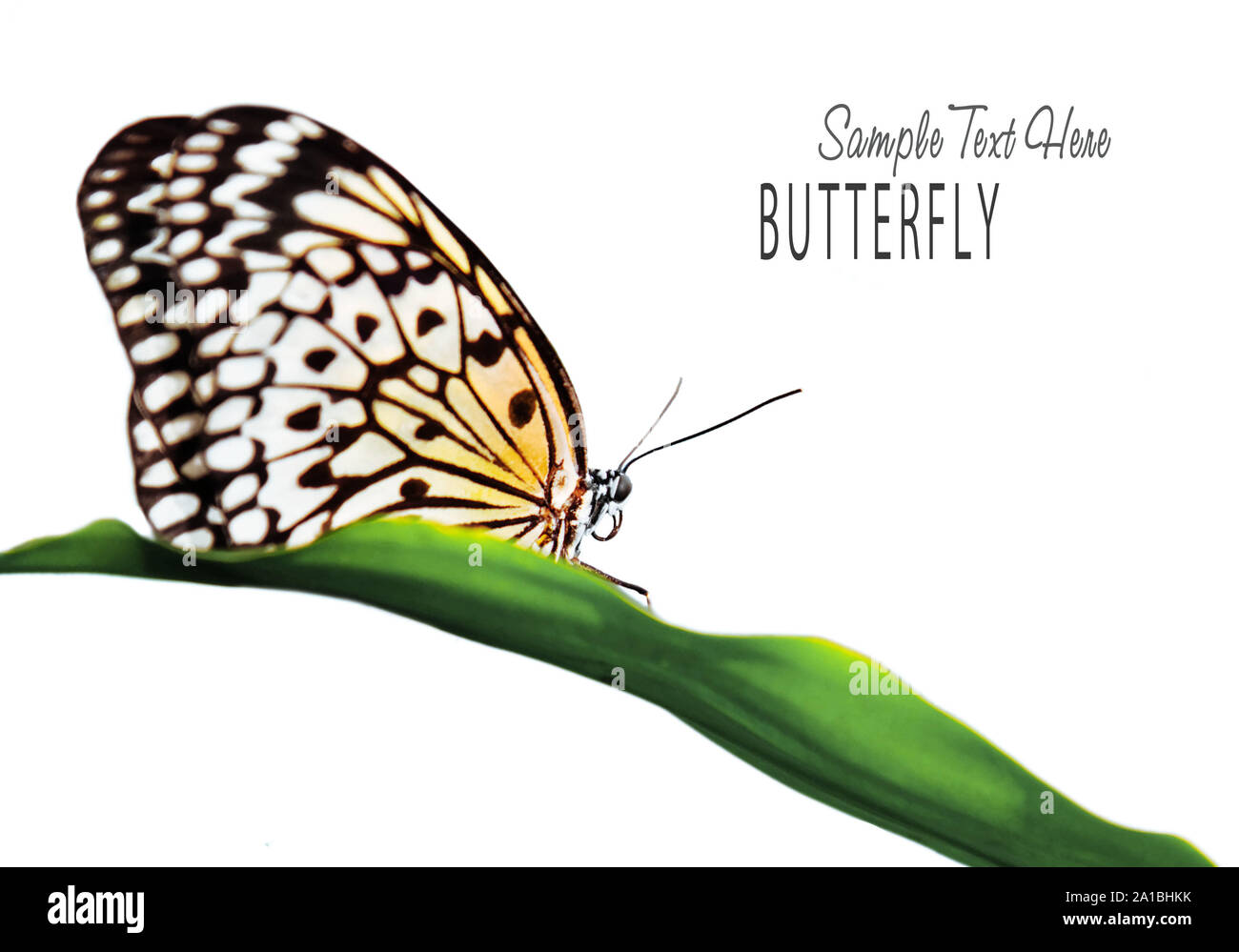 Schöner Schmetterling im Freien Stockfoto