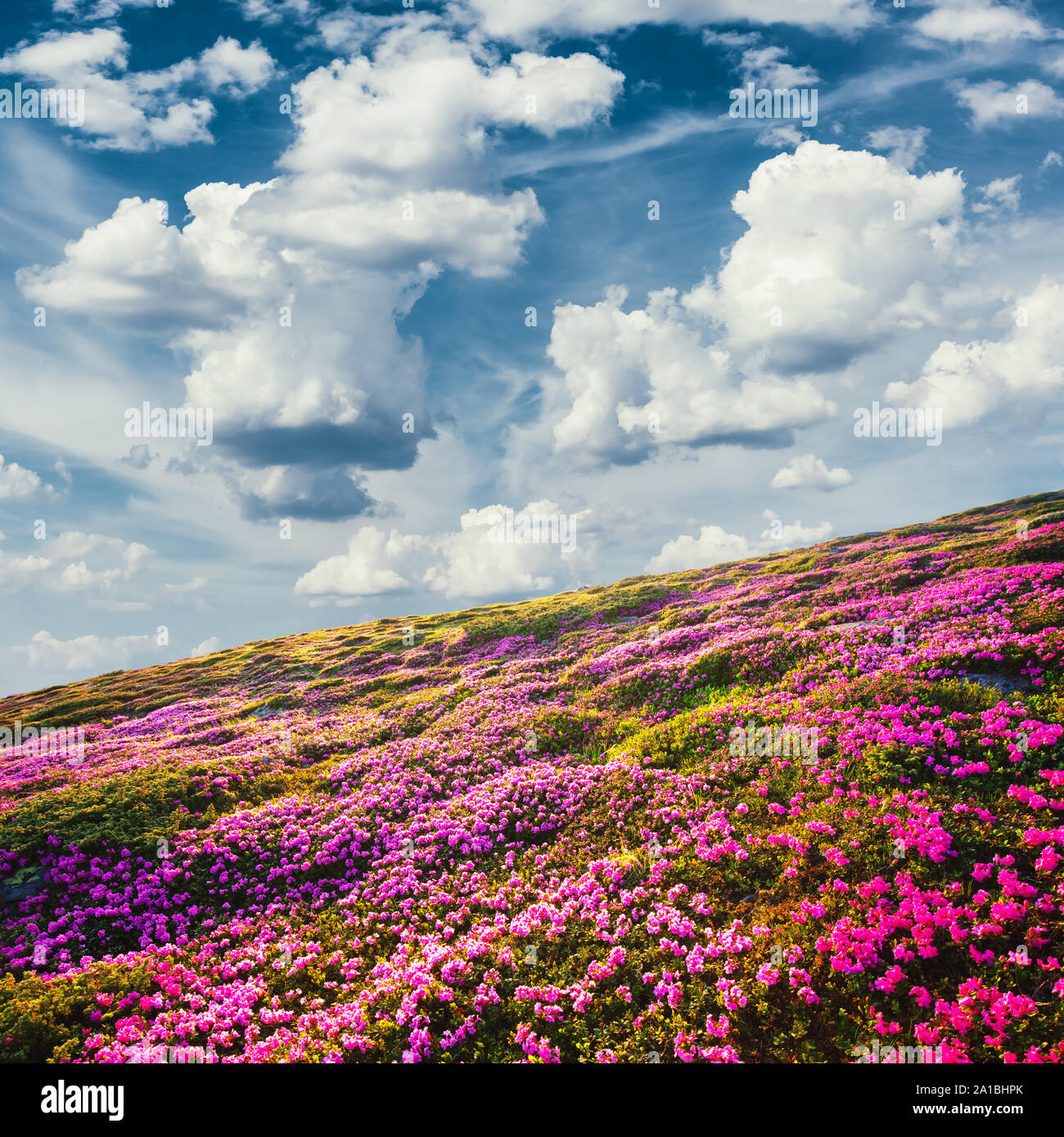 Super Sommer sonnige Landschaft mit flauschigen Wolken im blauen Himmel und blühende rosa Rhododendron Blumen bedeckten Bergen Hügel rund um Stockfoto