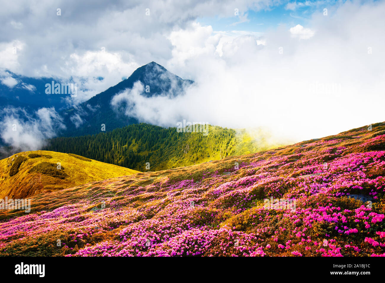Bunt blühenden Blumen im Sommer Feld in die Karpaten. Herrliche Natur Outdoor Szene. Welt Schönheit Konzept Hintergrund Stockfoto