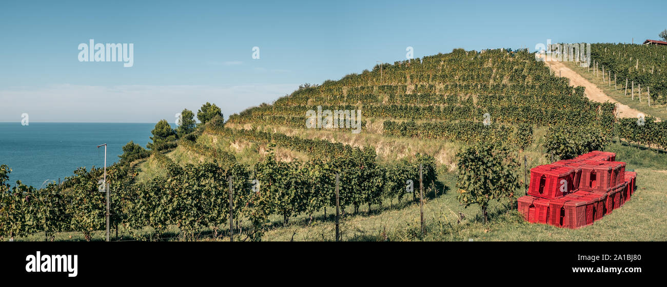 Weinberg auf einem Hügel direkt am Meer. Fiornzuola di Focara, Provinz Pesaro-Urbino, Marken, Italien. Stockfoto