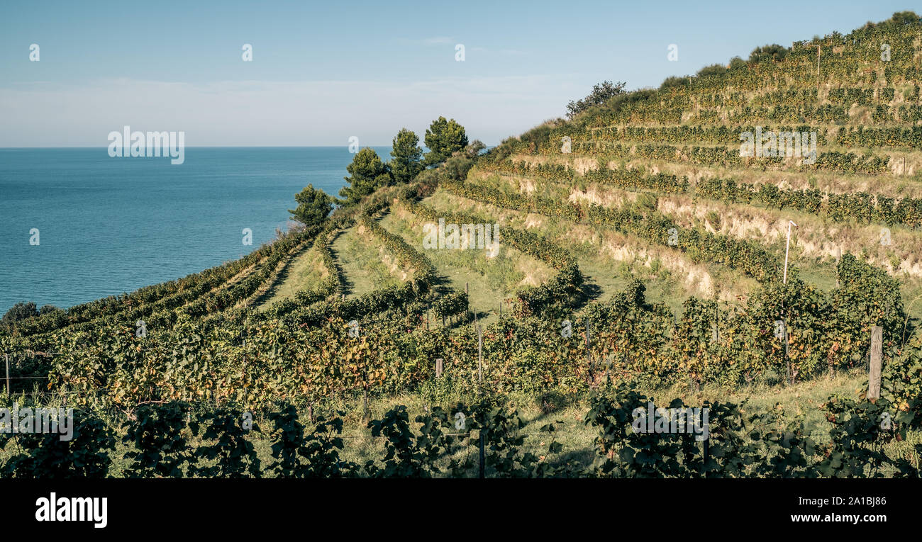 Weinberg auf einem Hügel direkt am Meer. Fiornzuola di Focara, Provinz Pesaro-Urbino, Marken, Italien. Stockfoto