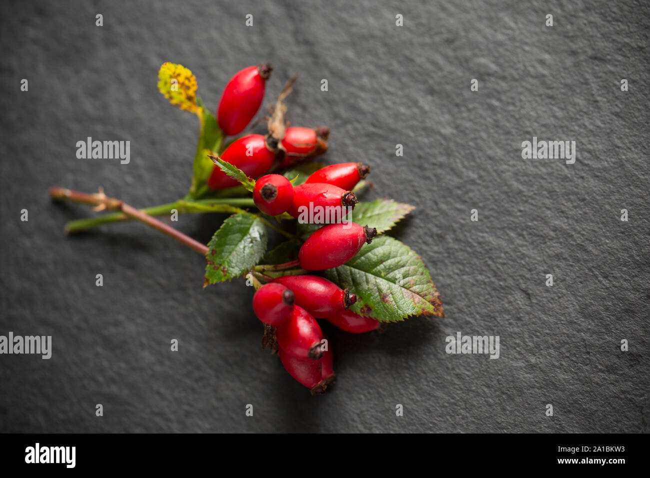 Hagebutten, die von einer Hecke, die in Marmeladen und Sirup verwendet werden können hat. Dunkle Schiefer Hintergrund. Große Sorgfalt sollte auf die korrekte id berücksichtigt werden Stockfoto