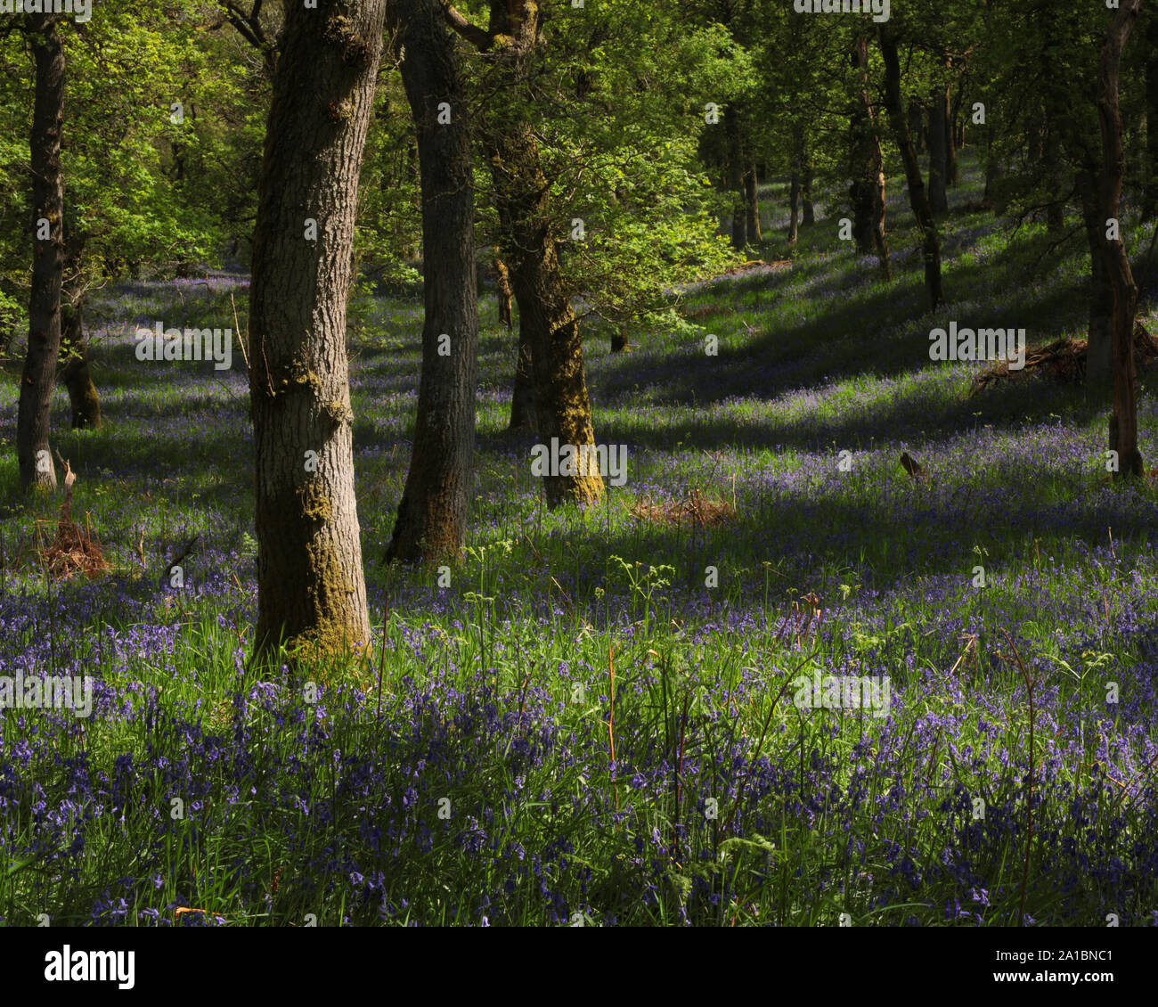 Die Bluebell Holz, Kinclaven, Blairgowrie, Perthshire, Schottland, Großbritannien, Europa. Stockfoto