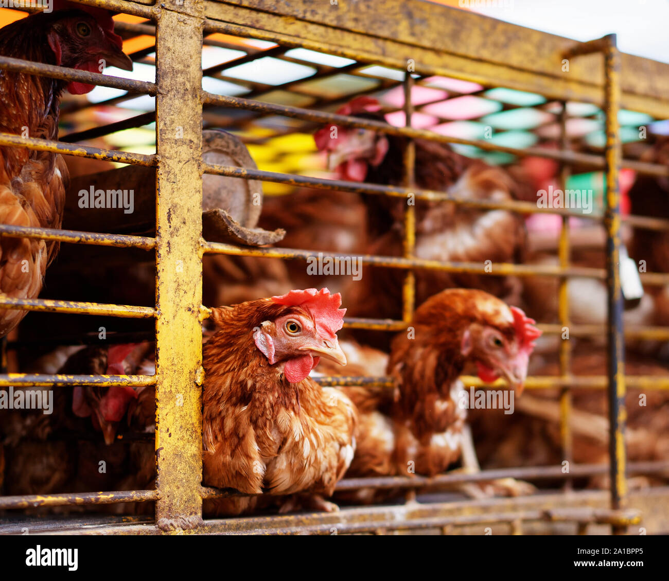 Mehrere Hühner in einem Käfig aus Metall auf einem Marktplatz, zwei Tiere haben ihre Köpfe durch die Gitter stecken, ein Tier im Schwerpunkt - Ort: Indon Stockfoto