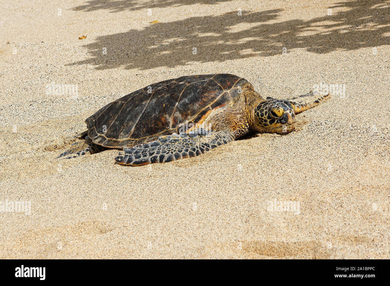 Von einem ruhenden Meeresschildkröte (Cheloniidae) an einem Sandstrand, in der Nähe im Hintergrund der Schatten eines Baumes - Ort: USA, Hawaii, Big Island Stockfoto