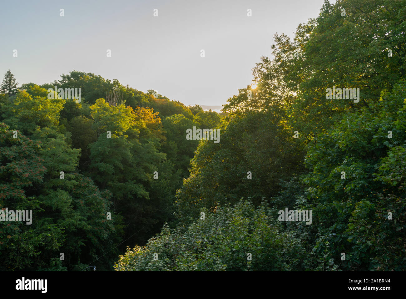 Die Blätter sind langsam drehend verschiedene Farben. Der Herbst steht vor der Tür. Stockfoto