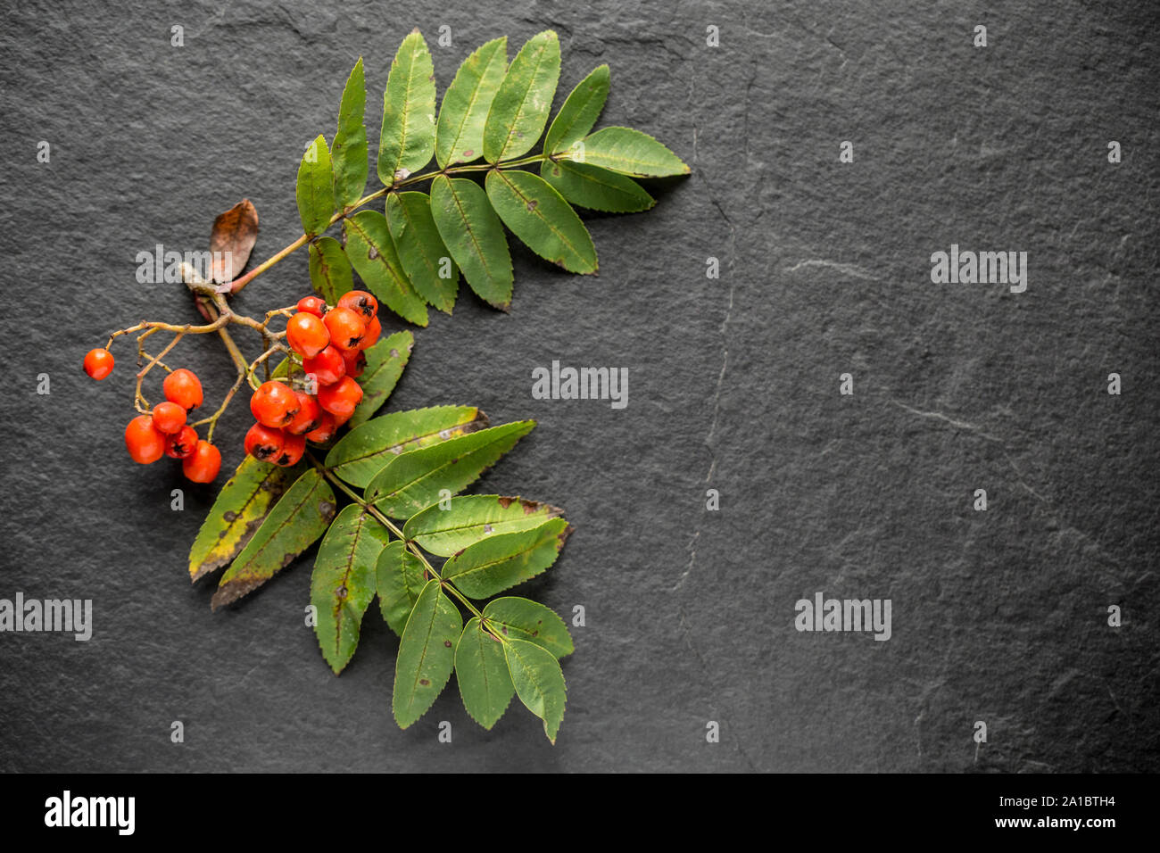 Rowan Beeren und Blätter, Sorbus aucuparia, hat von einem Baum in den öffentlichen Wäldern. Die Beeren werden oft verwendet, um ein süßes Gelee zu machen. Dunkle sl Stockfoto