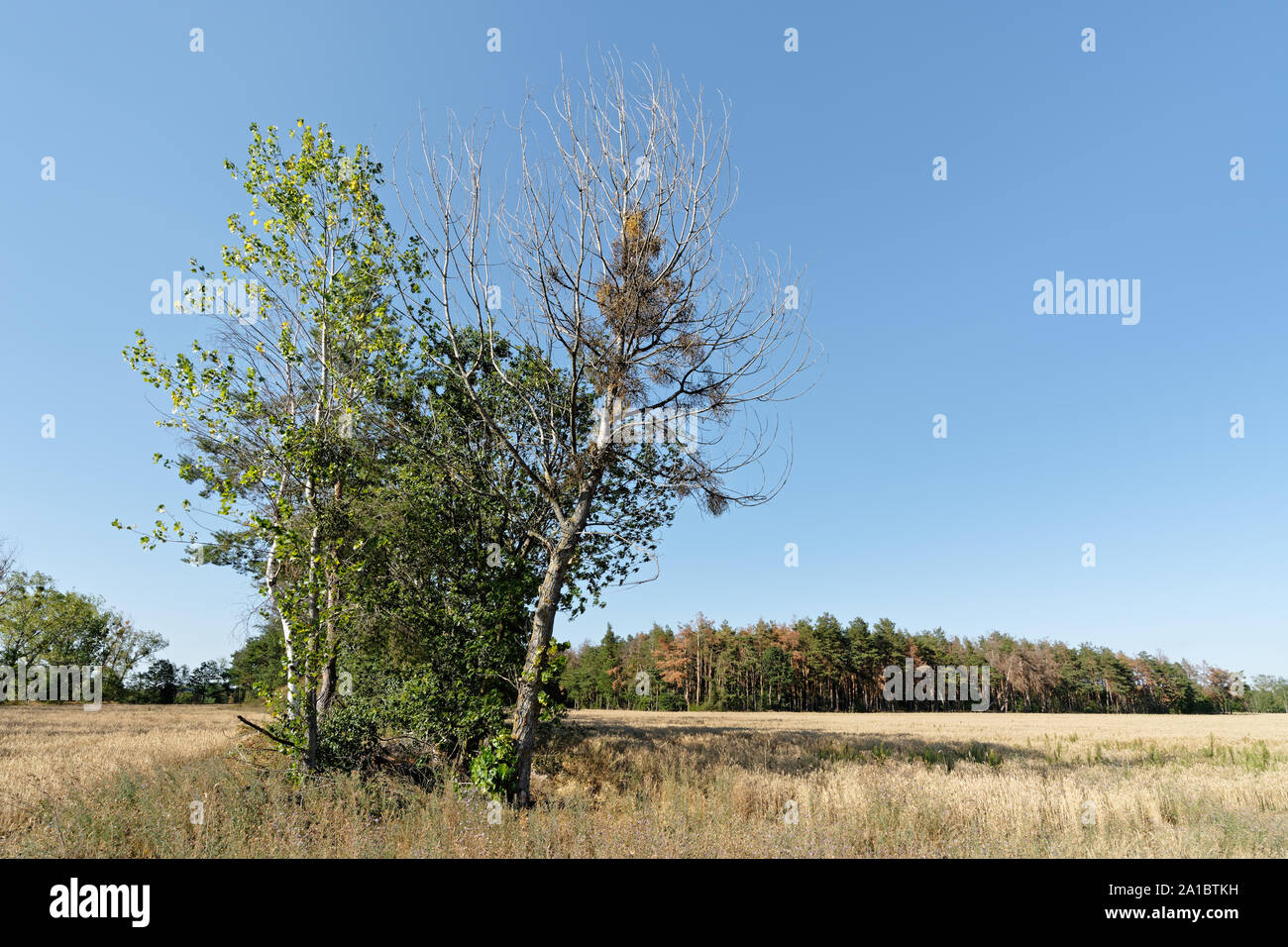 Besondere Gruppe der Bäume mit deutlichen Spuren der Dürre, im Hintergrund hinter einem Feld Struktur ein zusätzliches Stück Wald mit teils Sterbende Bäume Stockfoto
