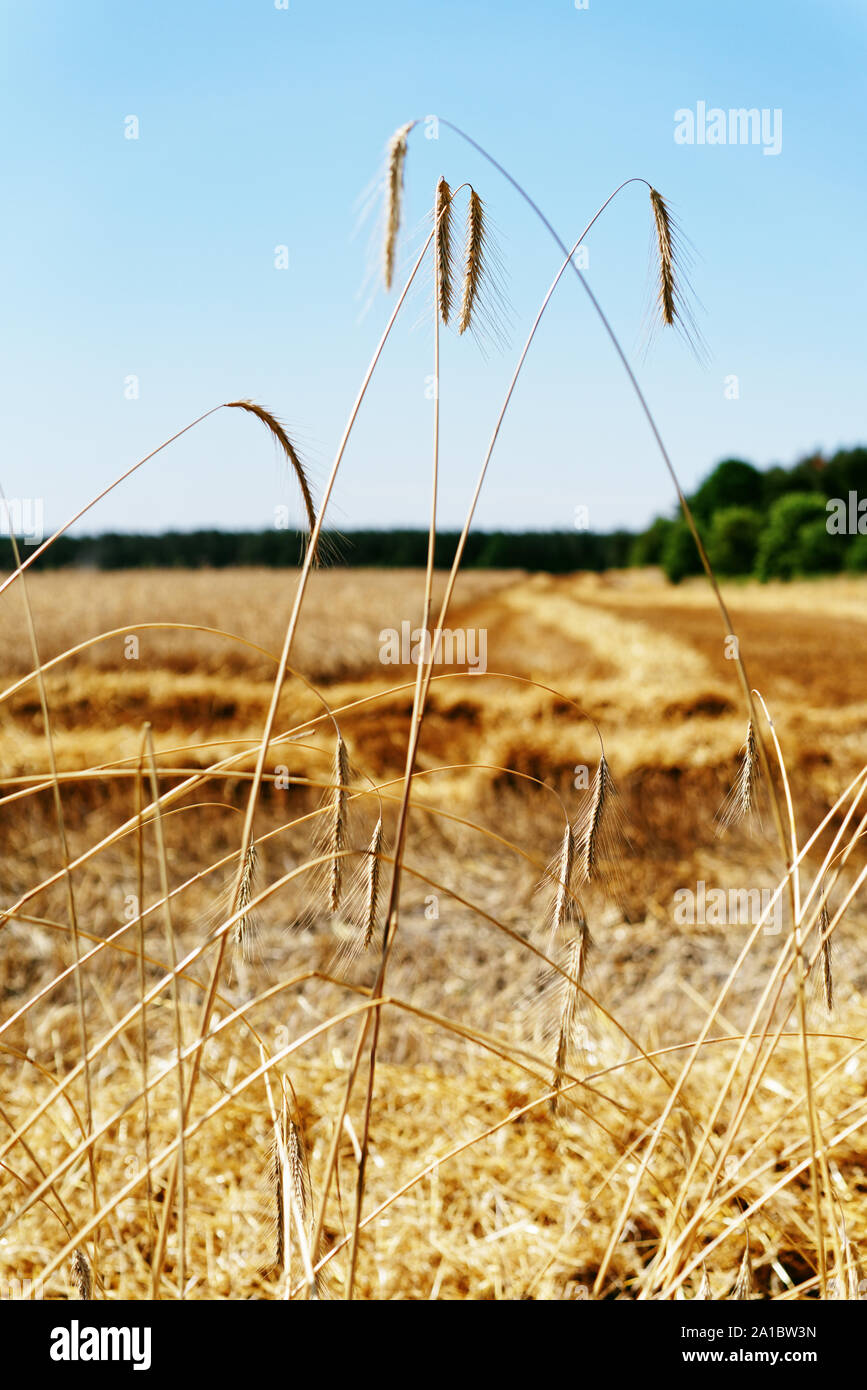 Teilweise geernteten Getreide Feld bei trockenem Wetter, wolkenlosen Himmel, Blick durch eine Reihe von weniger ständigen Müsli Baum - Standort: Deutschland Stockfoto