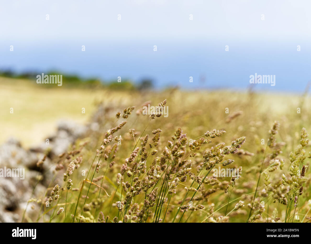 Grashalme mit blume spitzen in eine schmale Zone der Schärfe vor einer wiese landschaft in die "blur"-Bereich, Küsten, Wiederbelebung durch Stein Stockfoto