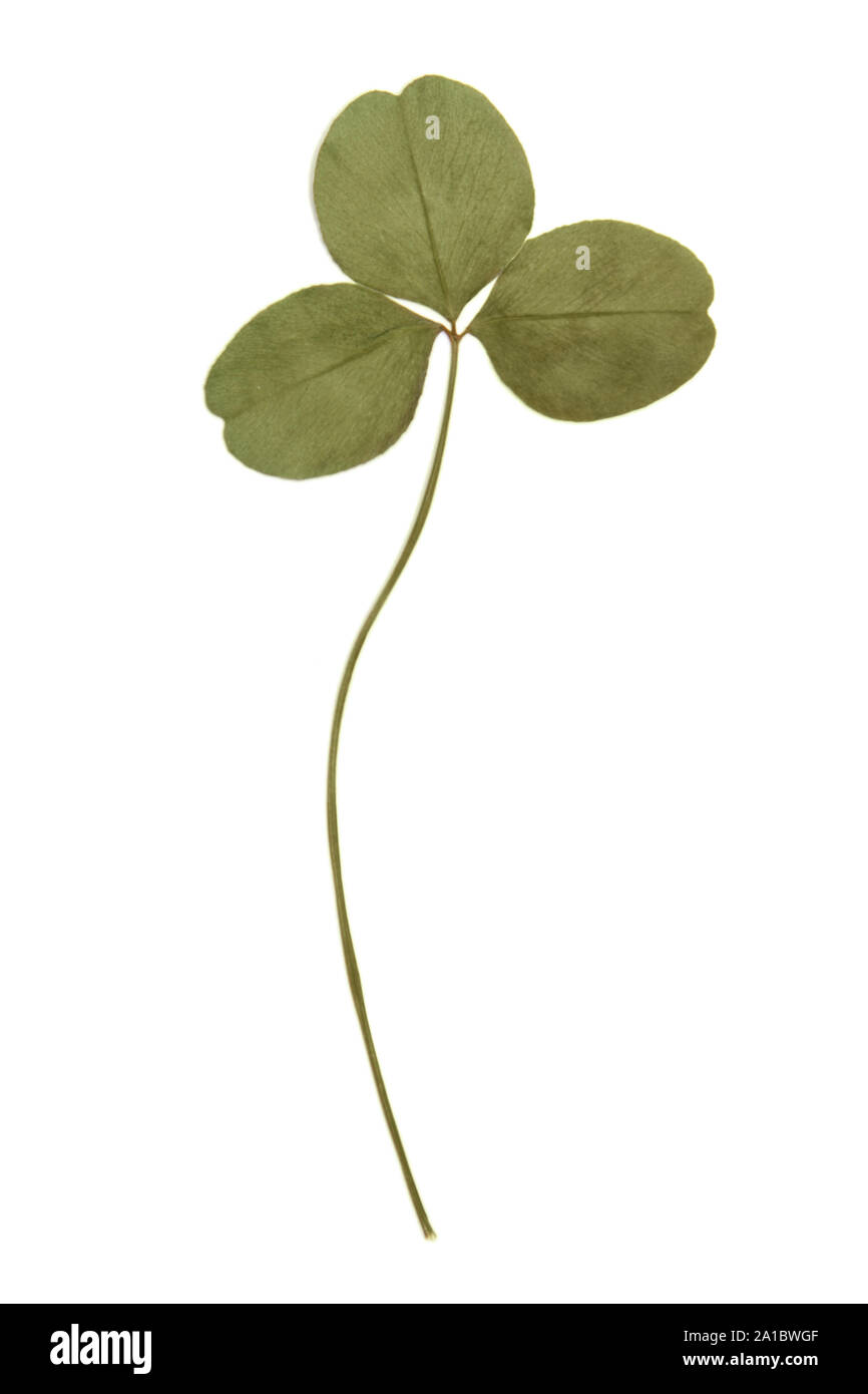 Gedrückt grünen Kleeblatt auf weißem Hintergrund Stockfoto