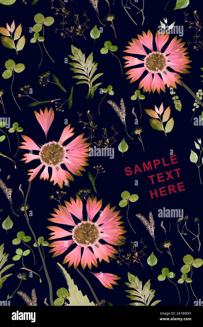 Gedrückt und Sommer rot böhmischen Blumen und Pflanzen auf einem schwarzen getrocknet Stockfoto