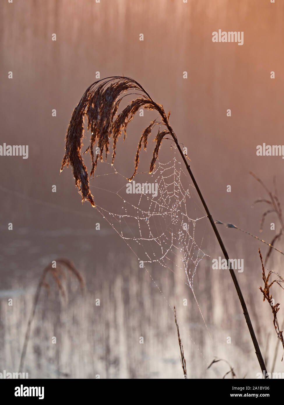 Tau spinnen Web in Schilf Cley Norfolk Stockfoto