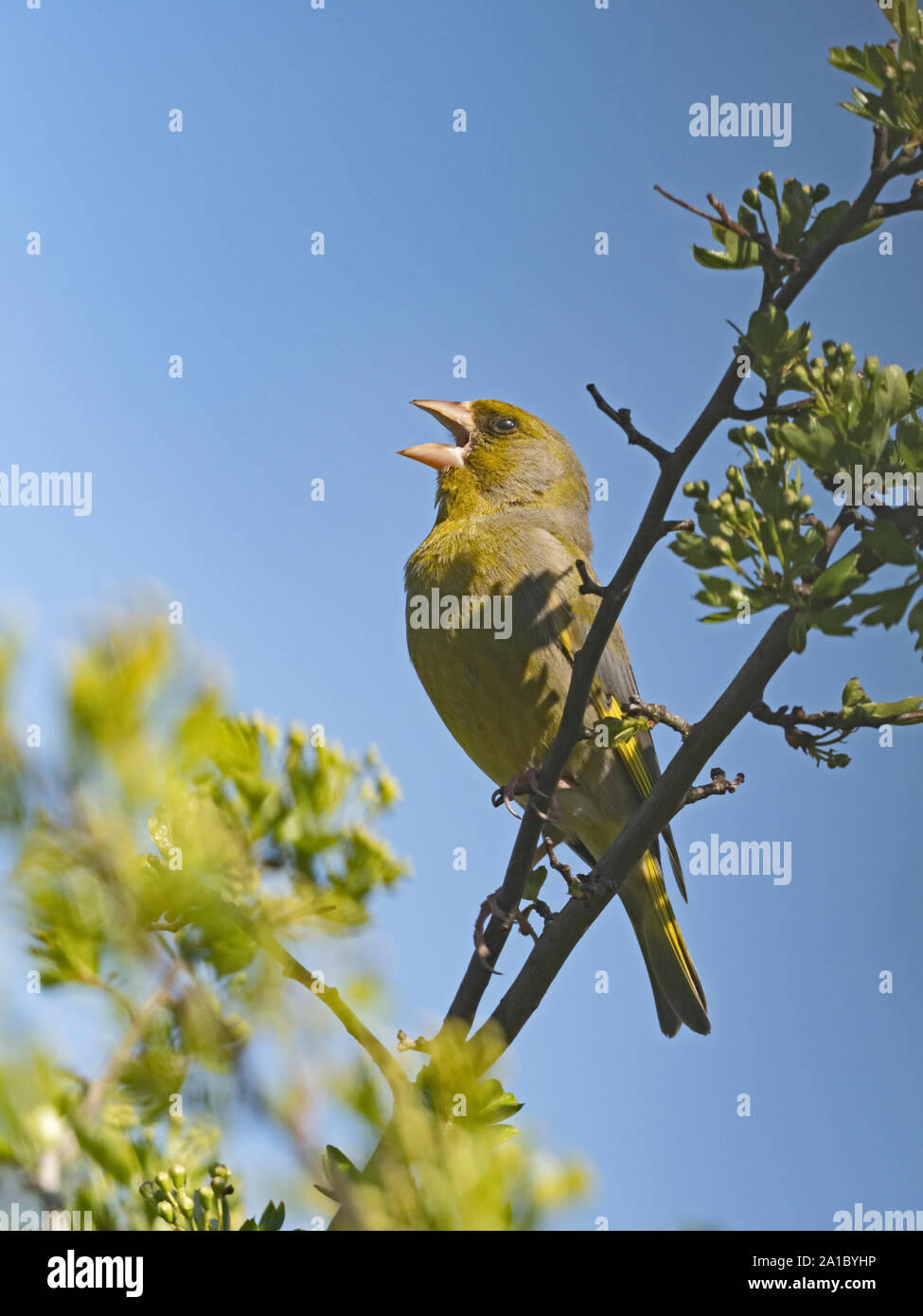 Europäische Chloris chloris Grünfink Männchen in Song im Frühjahr Norfolk Stockfoto