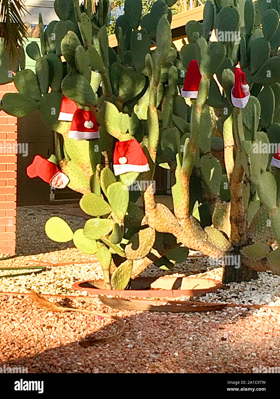 Kaktus weihnachtsbaum -Fotos und -Bildmaterial in hoher Auflsung  Alamy