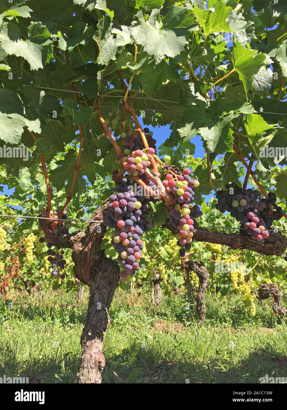 Ein Bündel von Trauben am Weinstock an einem sonnigen Sommertag Stockfoto