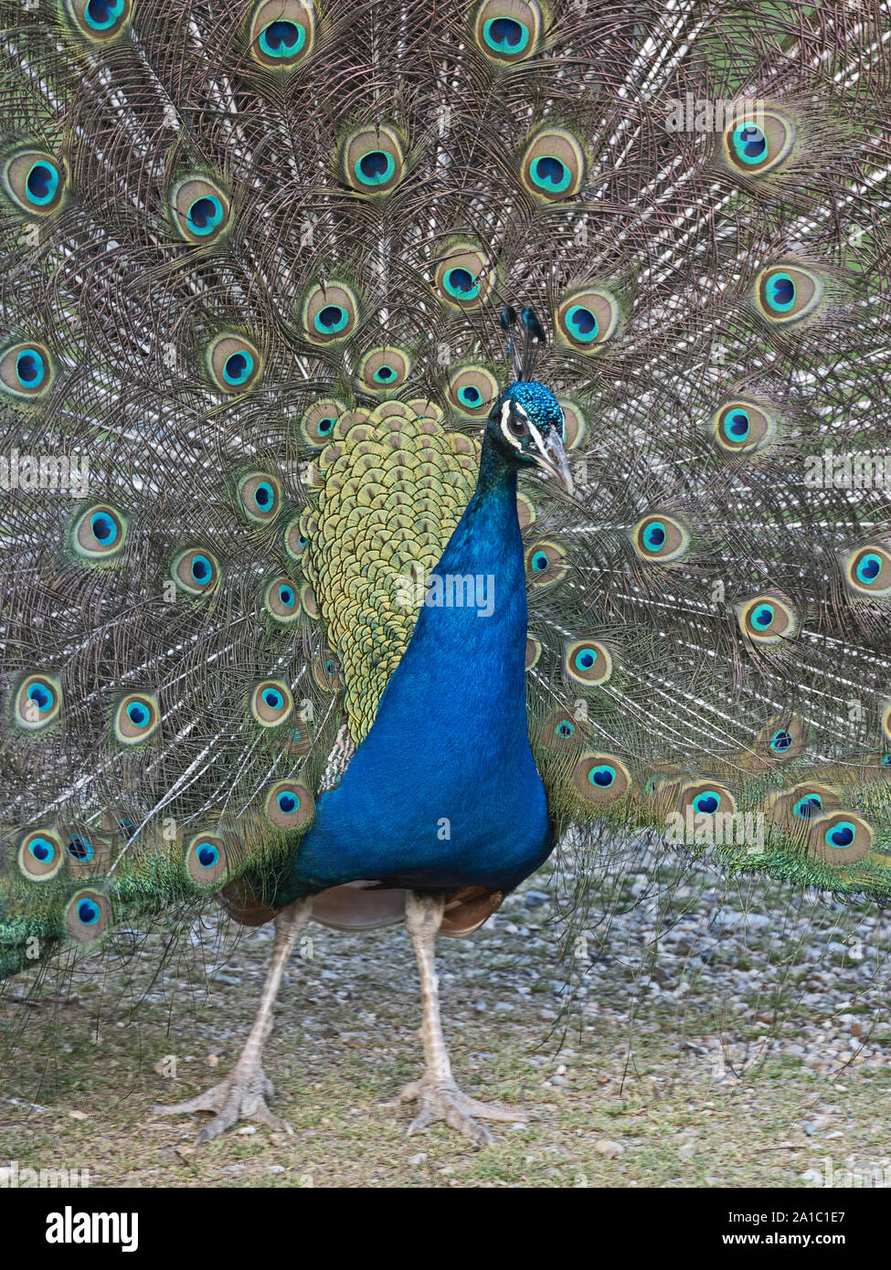 Indische Pfau (Pavo cristatus Peacock) männlich in der Anzeige GROSSBRITANNIEN Stockfoto