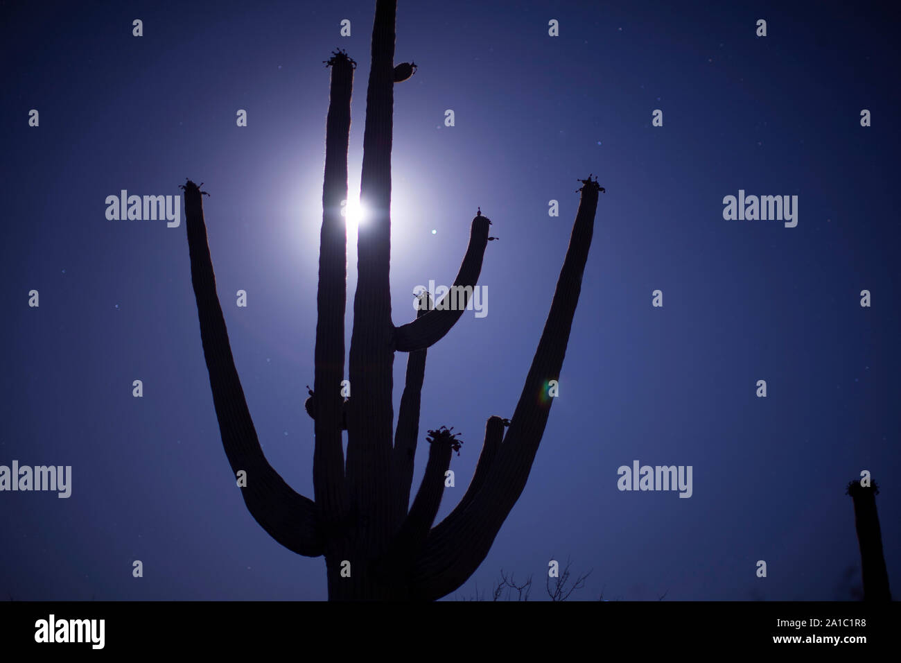 Einen vollen Sommer Mond scheint zwischen den Armen einer gigantischen Saguaro Kaktus in der Sonora Wüste in Arizona. Stockfoto