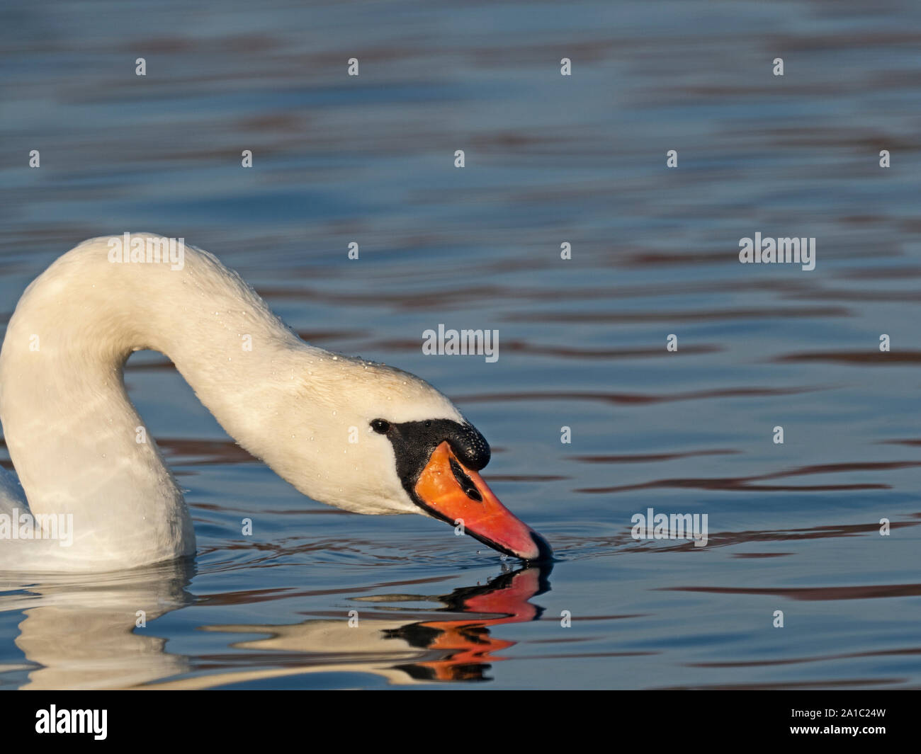 Höckerschwan Cygnus olor männlichen Norfolk Feder Stockfoto