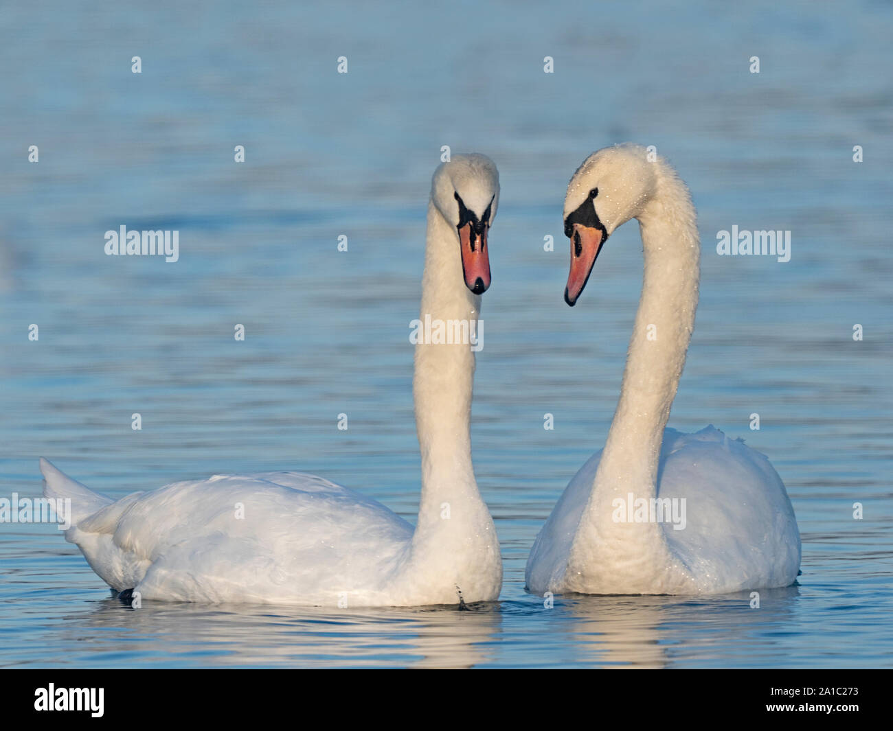 Höckerschwan Cygnus olor Paar in der umwerbung Norfolk Feder Stockfoto