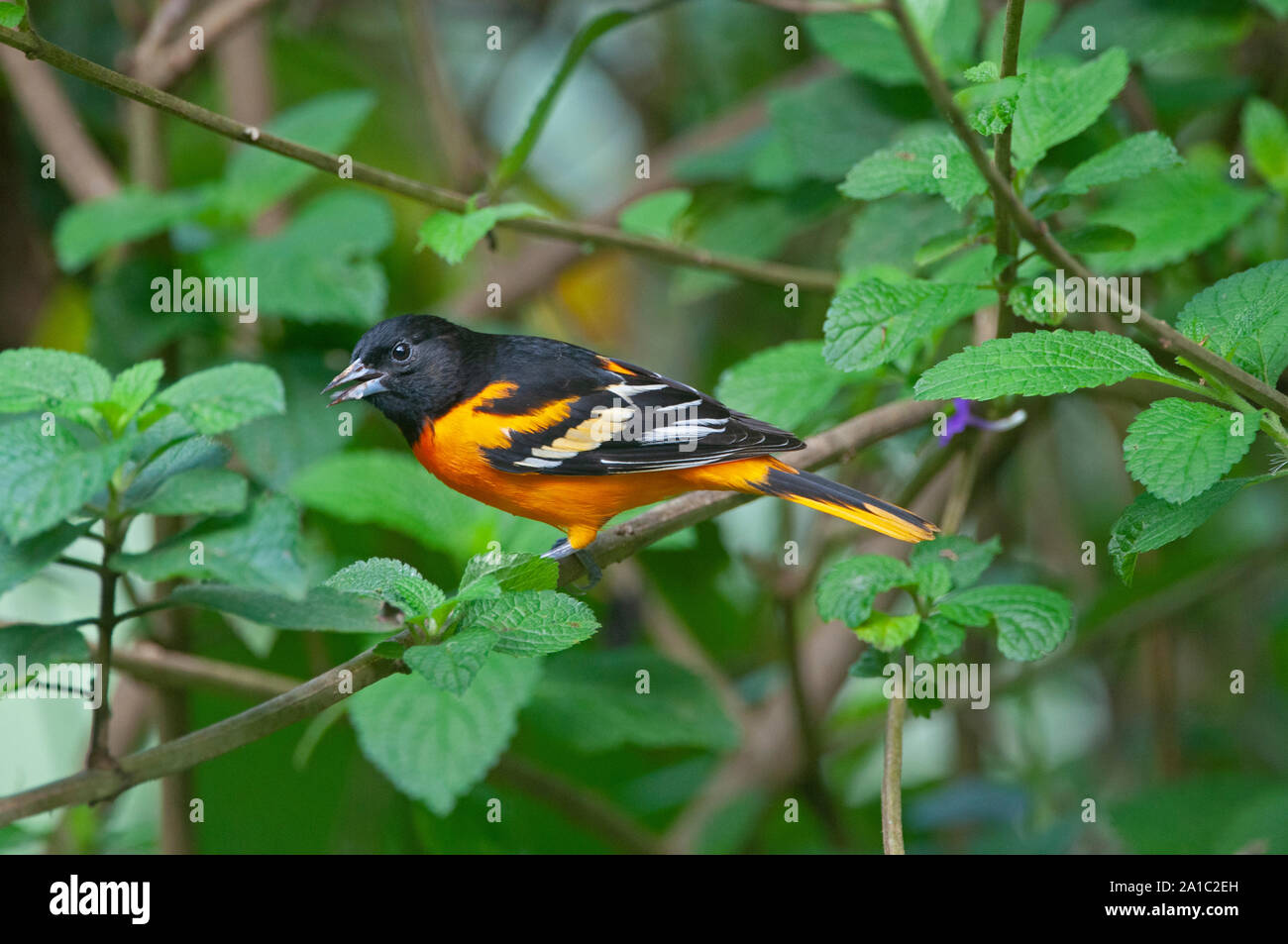 Baltimore Oriole Icterus galbula Männchen auf dem Überwinterungsgebiet in Costa Rica Stockfoto