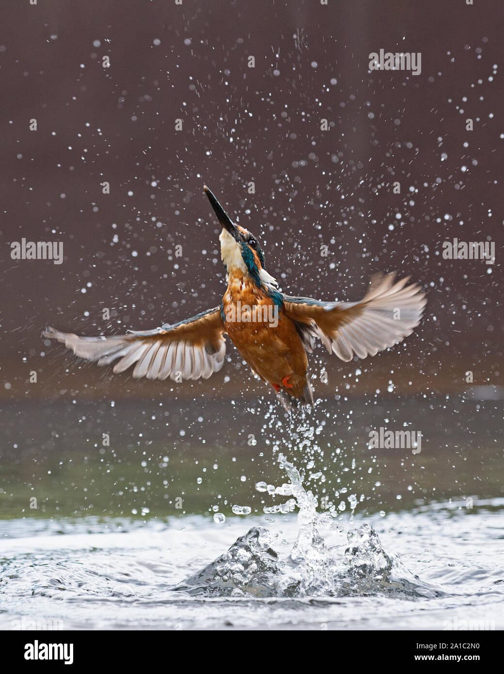 Gemeinsame Eisvogel Alcedo atthis Tauchen für Fische Worcestershire Stockfoto