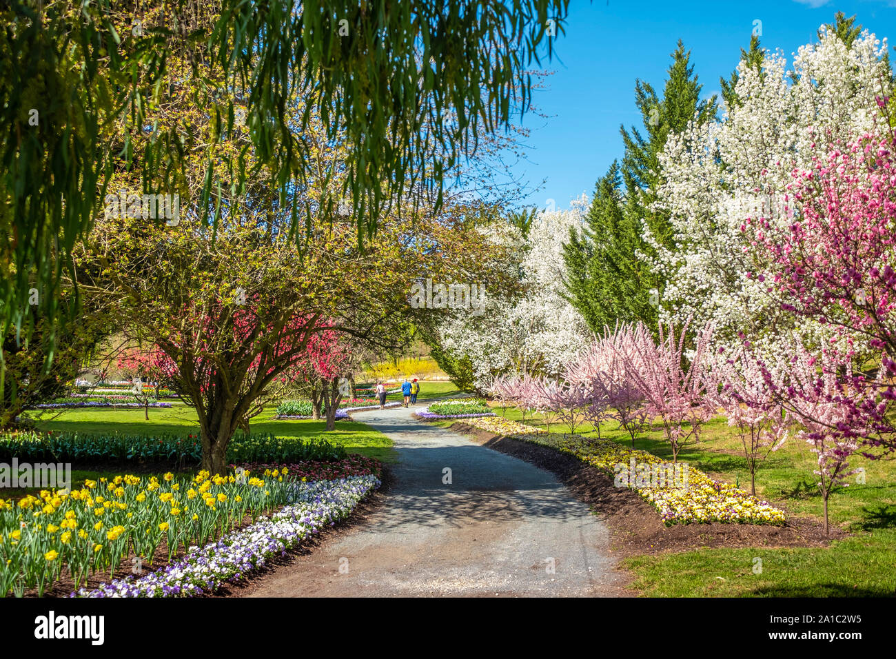 Tulip Top Gärten im Frühling, Canberra, ACT, Australia. Stockfoto