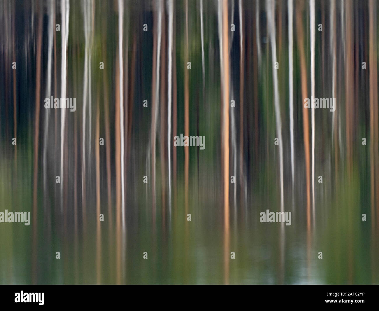 Abstraktes Bild von Kiefernwald, Liminka, Finnland Sommer Stockfoto