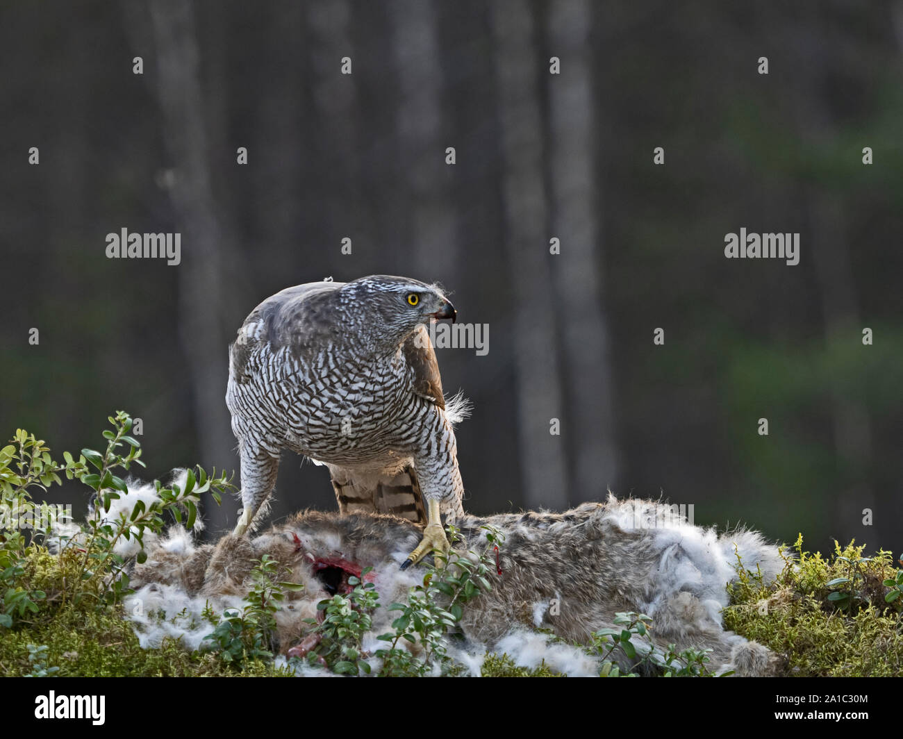 Northern Goshawk Accipiter gentilis Fütterung auf Hase im Wald in der Nähe von liminka Finnland Stockfoto