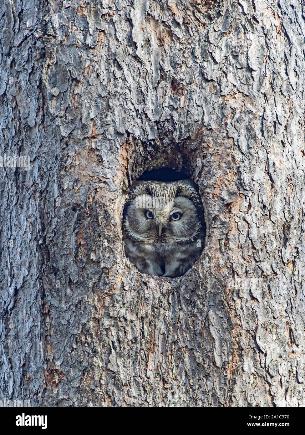 Tengmalm's Owl, Aegoleus funereus Peering aus dem Nest Loch im Kiefer, Liminka, Finnland Frühjahr Stockfoto