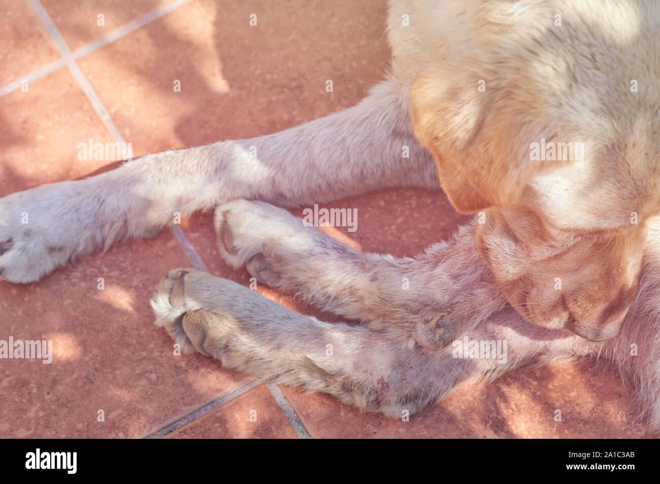 Hund mit Pilz Krankheit beißen ihre Haut Nähe zu sehen. Stockfoto