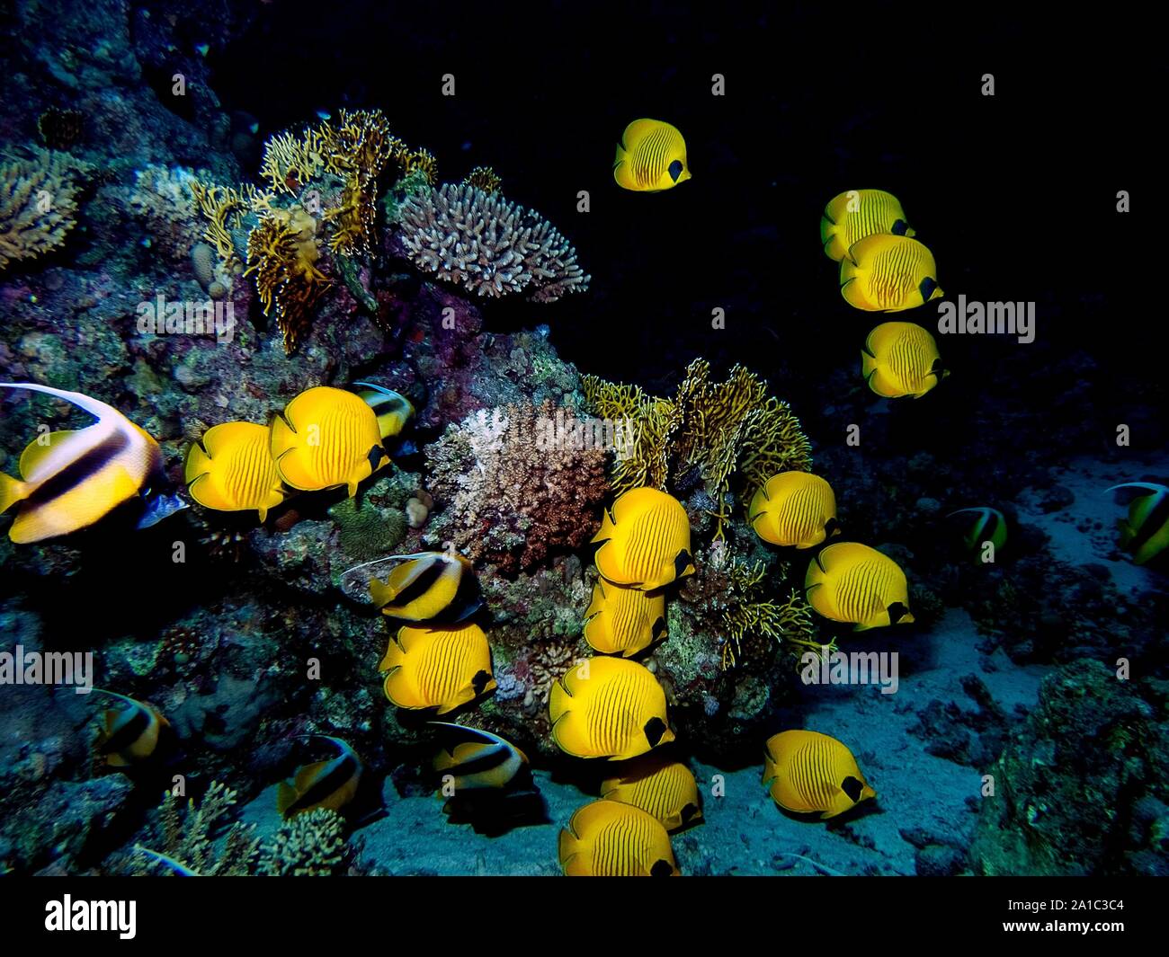 Maskierte Butterflyfish (Chaetodontidae Semilarvatus) Stockfoto