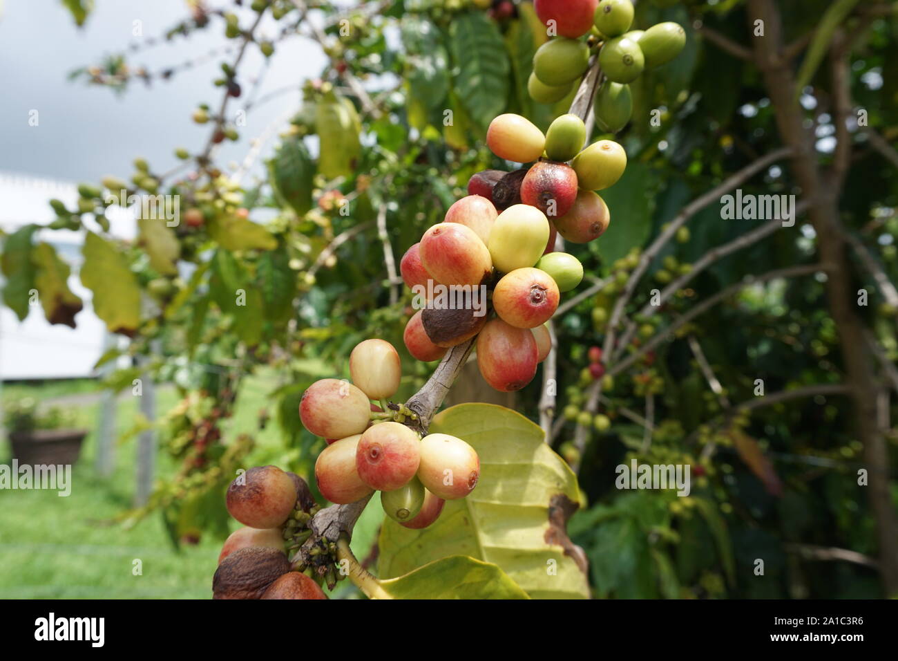 Kona Kaffeekirschen, die an der Rebe reifen. Kona Coffee ist ein weltbekannter Kaffee, der ausschließlich auf der Big Island angebaut wird. Stockfoto