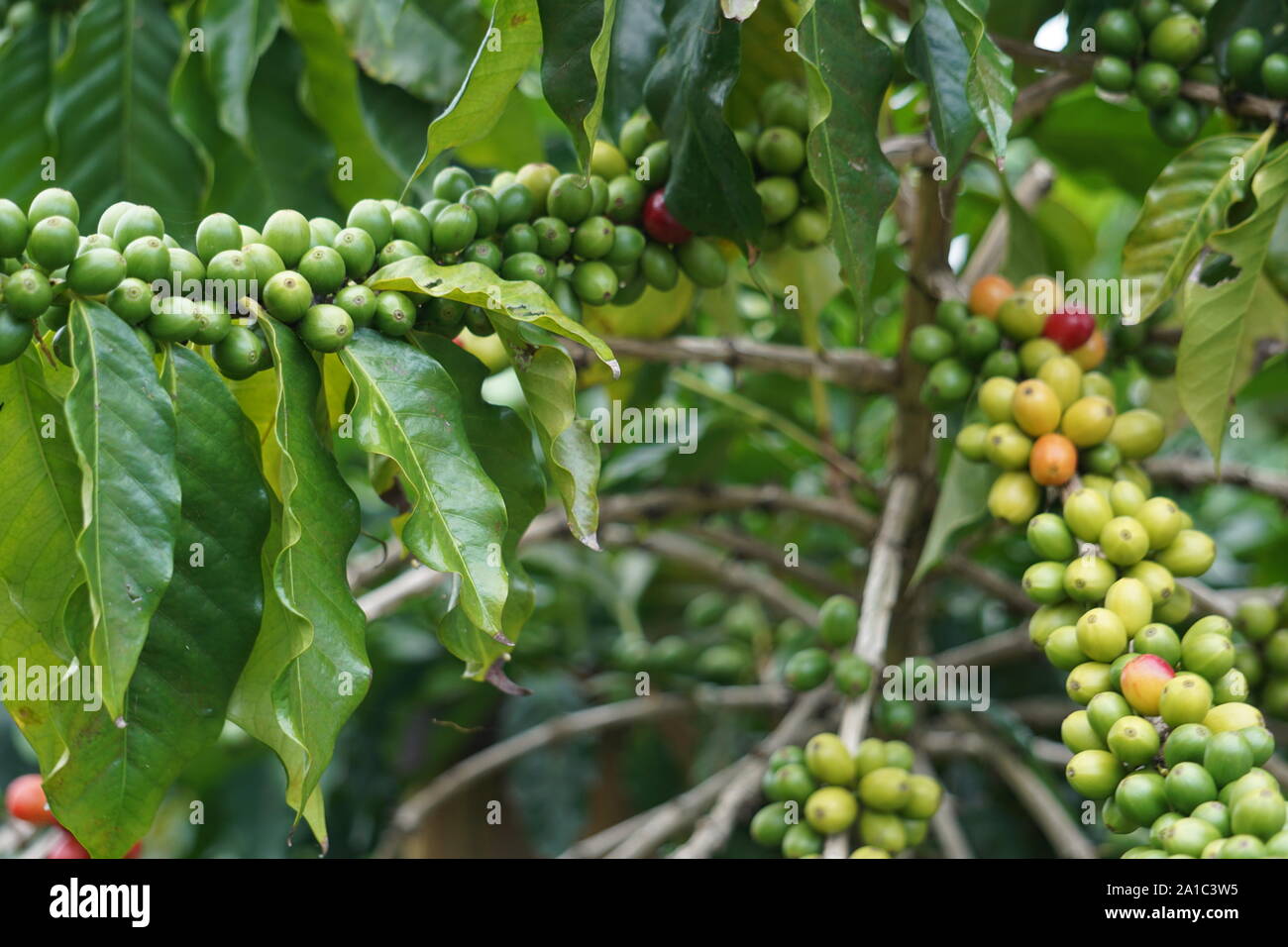 Kona Kaffeekirschen, die an der Rebe reifen. Kona Coffee ist ein weltbekannter Kaffee, der ausschließlich auf der Big Island angebaut wird. Stockfoto