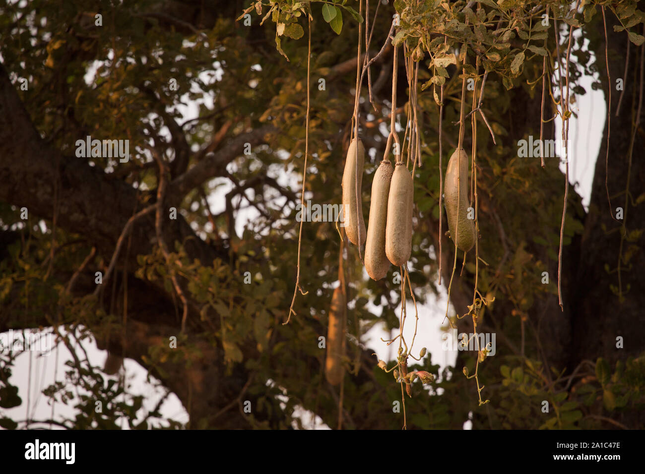 Frucht der Wurst Baum hängen am Morgen Sonnenschein, Ruaha Nationalpark, Tansania Stockfoto