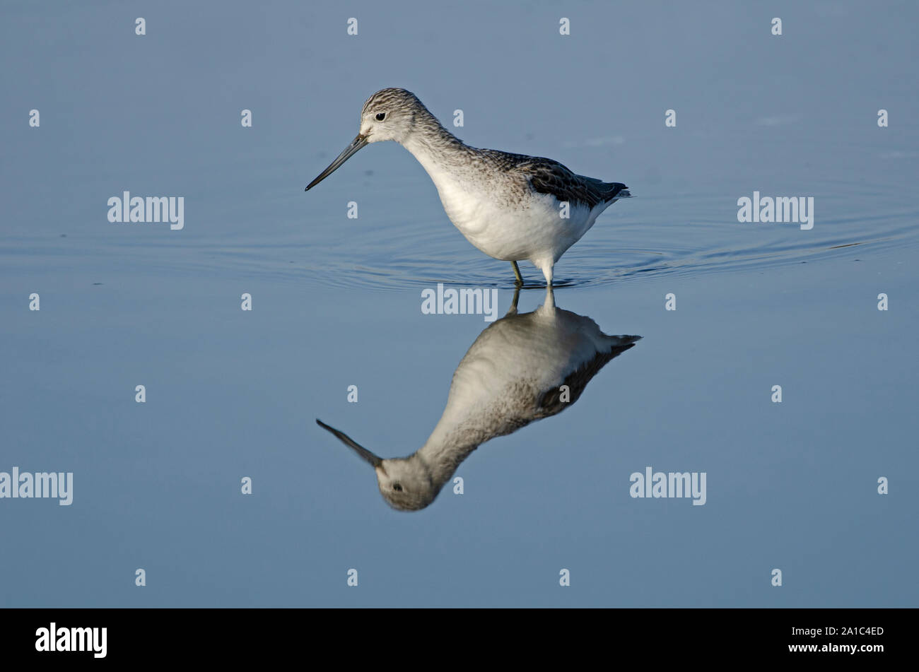 Gemeinsame Greenshank Tringa nebularia Morston North Norfolk winter Stockfoto