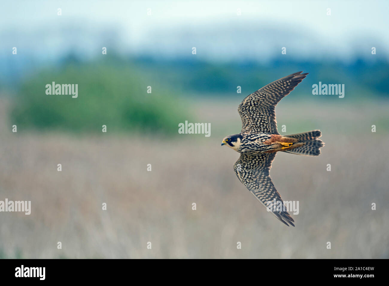 Hobby-Falco Subbuteo Jagd über Schilfbeetes in Lakenheath Fen RSPB Reserve Norfolk-Suffolk Grenze Mai Stockfoto