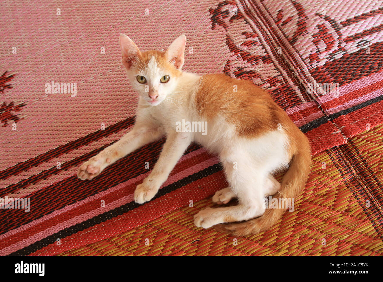 Chat allongé sur le tapis. Tempel bouddhiste. Vieng Vang Laos. Asie. Stockfoto