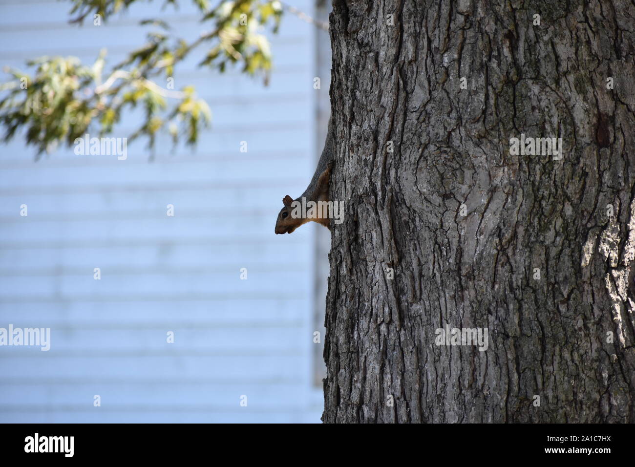 Eichhörnchen im Baum Stockfoto