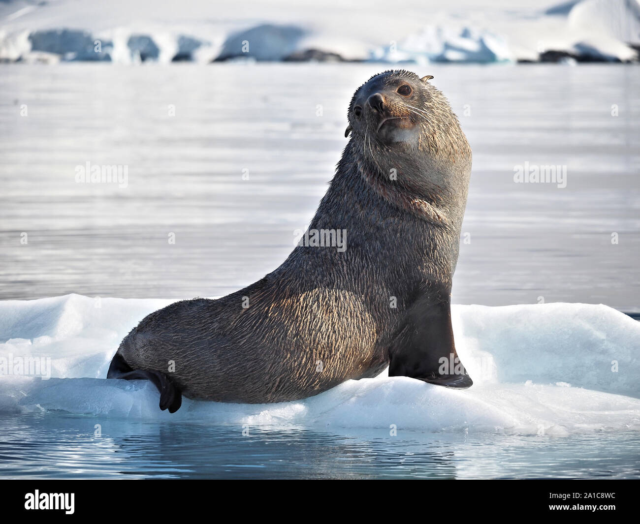 Antarktis Fell Dichtung Grau Foyn Hafen Hafen der Antarktis Stockfoto