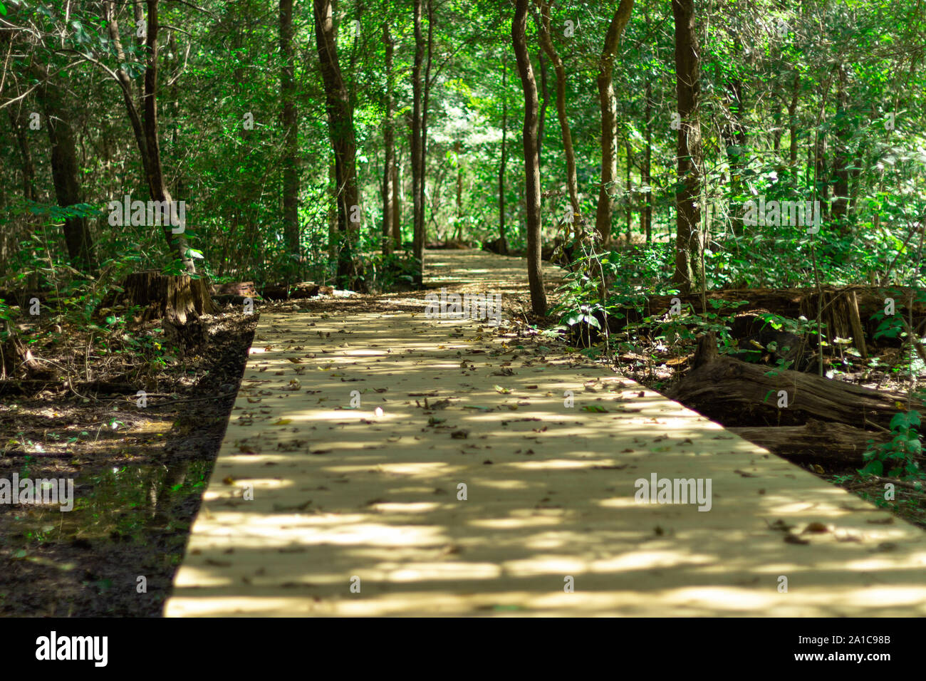 Ein Spaziergang über eine sumpfige Promenade durch den Wald an einem sonnigen Tag Stockfoto