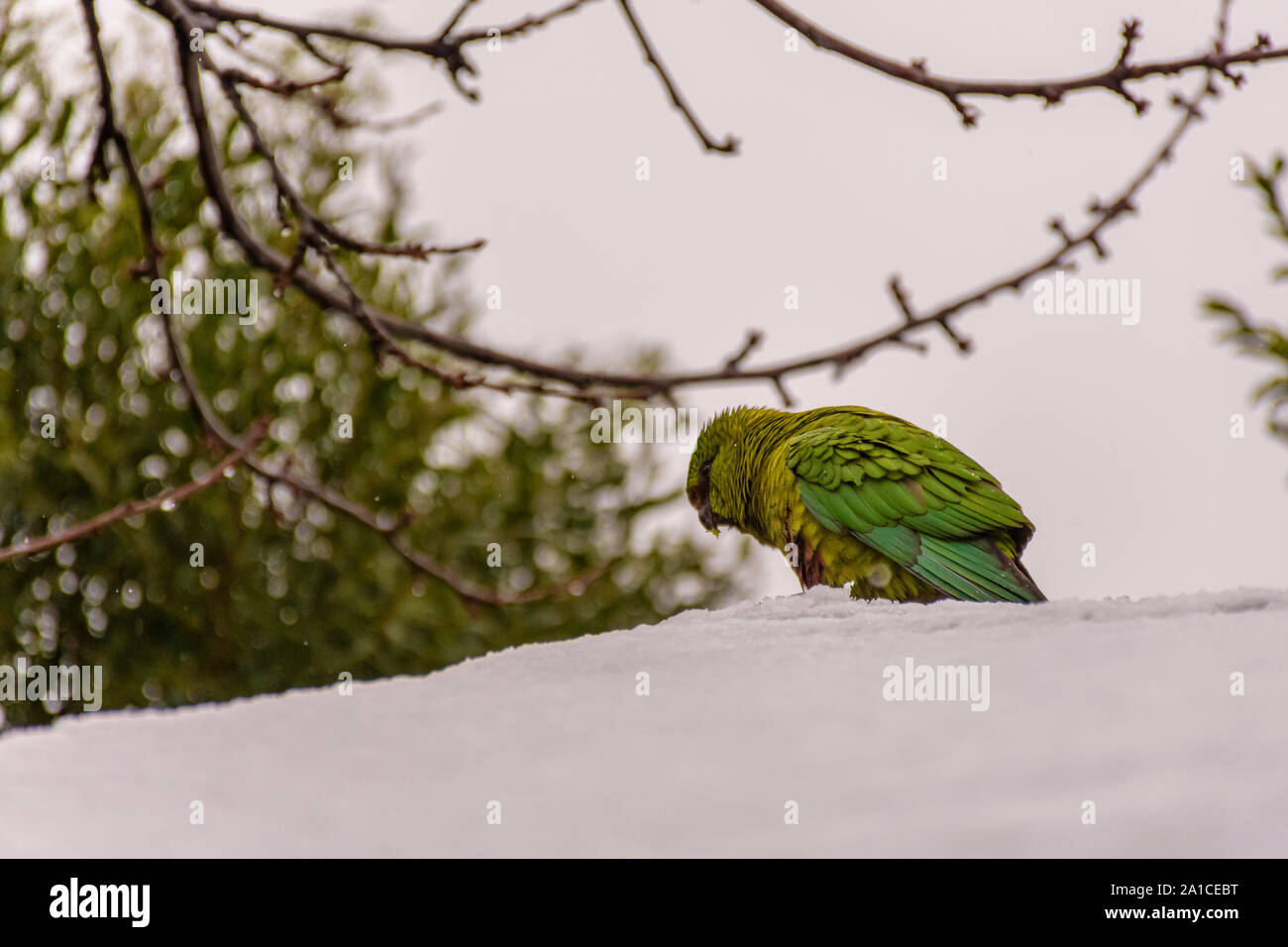 Bunte grün Austral Sittich thront auf dem verschneiten Dach Stockfoto